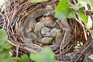 Newborn birds in the nest