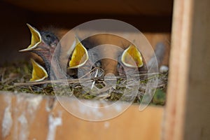 Newborn birds waiting for mother