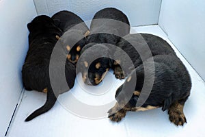 Newborn black and brown puppies five days after birth.