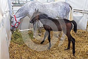 Newborn Black Foal Horse