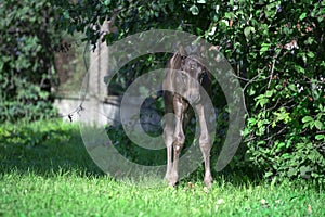 Newborn black foal posing near green bushes