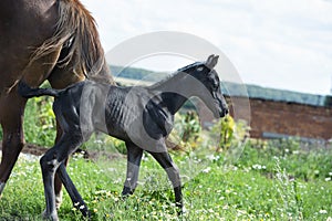 Newborn black foal walking at pasture freely with mom. sunny day