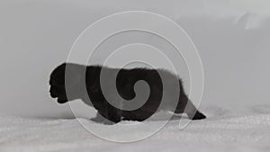 Newborn black kitten crawling on soft white cloth, meow looking for mom, little cat, close-up, side view