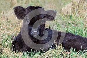 Newborn black scottish highlander calf lying in grass