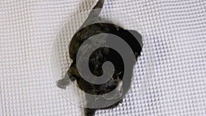 Newborn Blind Little Black Kittens Crawling on a White Background. Two Days Old,