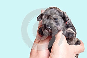 A newborn blind miniature Schnauzer puppy sleeps in the arms of its owner. Taking care of a pet