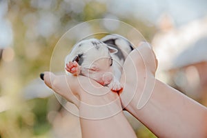 Newborn border collie puppy. Newborn dog. Pup