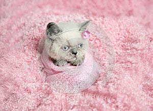 Newborn british kitten sleeps on pink fur