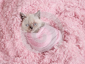 Newborn british kitten sleeps on pink fur