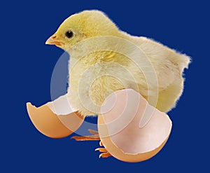 Newborn brown babies chicken standing on egg shells isolated