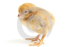 A newborn Brown Chick Ayam Kampung is the chicken breed reported from Indonesia. The name means simply `free-range chicken`