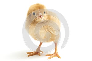 A newborn Brown Chick Ayam Kampung is the chicken breed reported from Indonesia. The name means simply `free-range chicken`