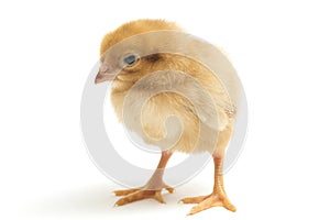 A newborn Brown Chick Ayam Kampung is the chicken breed reported from Indonesia. The name means simply `free-range chicken`