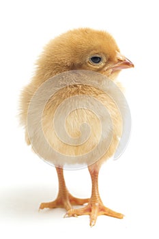 A newborn Brown Chick Ayam Kampung is the chicken breed reported from Indonesia. The name means simply `free-range chicken`