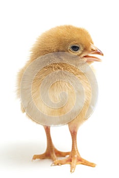 A newborn Brown Chick Ayam Kampung is the chicken breed reported from Indonesia. The name means simply `free-range chicken`