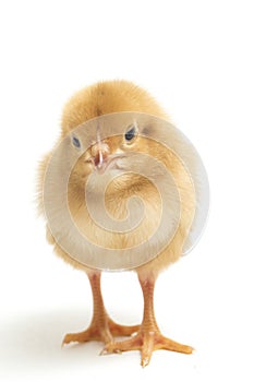 A newborn Brown Chick Ayam Kampung is the chicken breed reported from Indonesia. The name means simply `free-range chicken`