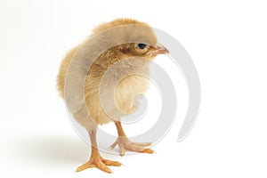 A newborn Brown Chick Ayam Kampung is the chicken breed reported from Indonesia. The name means simply `free-range chicken`