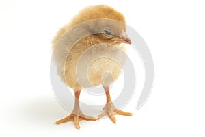 A newborn Brown Chick Ayam Kampung is the chicken breed reported from Indonesia. The name means simply `free-range chicken`