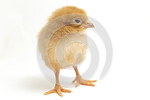 A newborn Brown Chick Ayam Kampung is the chicken breed reported from Indonesia. The name means simply `free-range chicken`