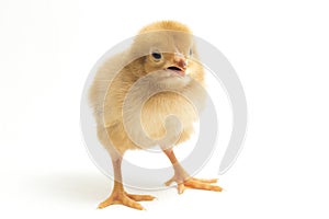 A newborn Brown Chick Ayam Kampung is the chicken breed reported from Indonesia. The name means simply `free-range chicken`