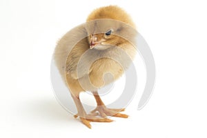 A newborn Brown Chick Ayam Kampung is the chicken breed reported from Indonesia. The name means simply `free-range chicken`