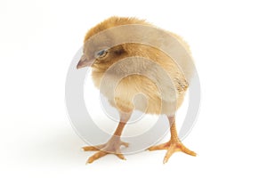 A newborn Brown Chick Ayam Kampung is the chicken breed reported from Indonesia. The name means simply `free-range chicken`