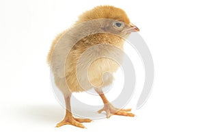 A newborn Brown Chick Ayam Kampung is the chicken breed reported from Indonesia. The name means simply `free-range chicken`