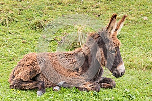 Newborn brown donkey foal lying on grass