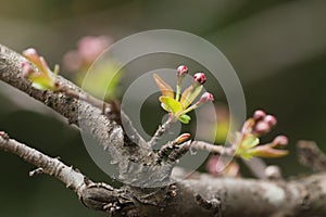 newborn bud and leaves on branches in early spring