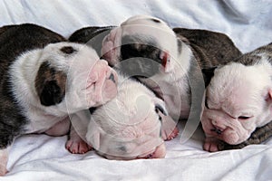 Newborn bull dog puppies four