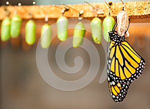 Newborn butterfly and the green cocoons on the blurred background