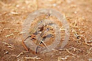 Newborn butterfly lizard