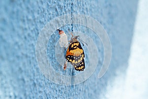 A newborn butterfly next to its empty cocoon.