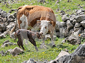 Newborn calf
