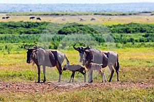 The newborn calf