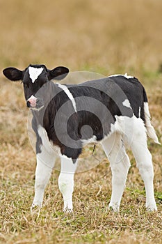 Newborn calf photo
