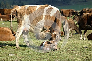 Newborn calf