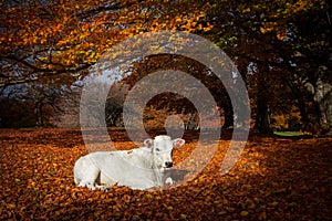 Newborn calf on autumn foliage of Canfaito