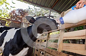 Newborn calf being bottle fed