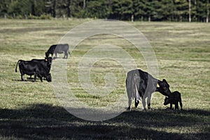 Newborn calf being licked off in pasture