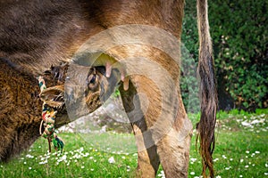 Newborn calf drinking milk from its mother breast. Marmaris, Turkey. Ornate brown cows. Sunlights