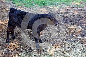 Newborn calf on the dry grass on the farm. Mammalian animal domestic animal in agriculture