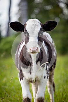 Newborn calf on green grass photo