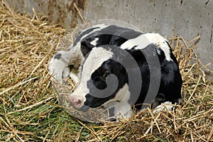 Newborn Calf in Hay