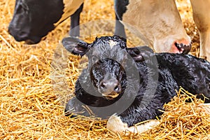Newborn calf on hay in a farmhouse
