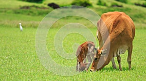 Newborn calf learn to walk, view from the Taiwan