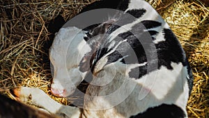 The newborn calf lying in the pen on a dairy farm