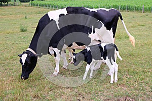 Holstein Cow stands with her newborn calf