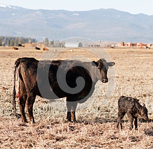 Newborn Calf Montana Ranch Unaided Birth Cattle Ranch