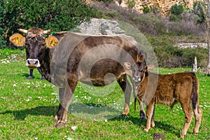 Newborn calf and mother cow looking to camera. Marmaris, Turkey. Praire background photo